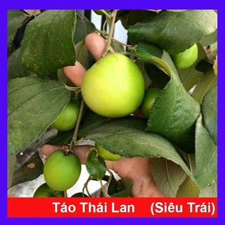 Cây táo thái hàng đang hoa về trồng có quả ngay