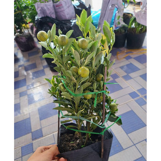 Cây Tắc Cẩm Thạch zin