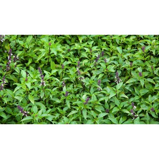 100g cây rau húng quế sấy khô