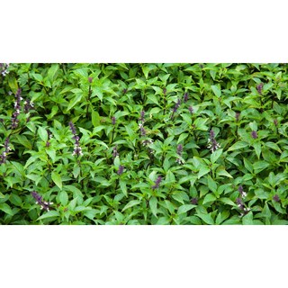 100g cây rau húng quế sấy khô