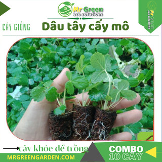 Combo 12 cây mô giống dâu tây chịu nhiệt cao dể trồng