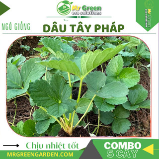 Set Combo 5 Cây Dâu Tây Chịu Nhiệt - Nhiều Giống Cho Quả Quanh Năm