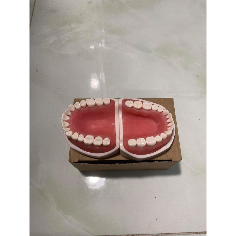 Mẫu Hàm 28-32 răng | Hàm thực hành nha khoa