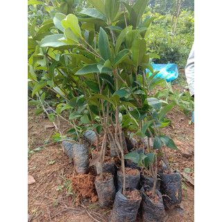 Cây giống Mộc Hương ta hoa vàng cây cao 30-40 cm