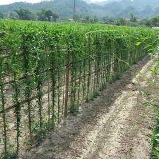 Cây thìa canh