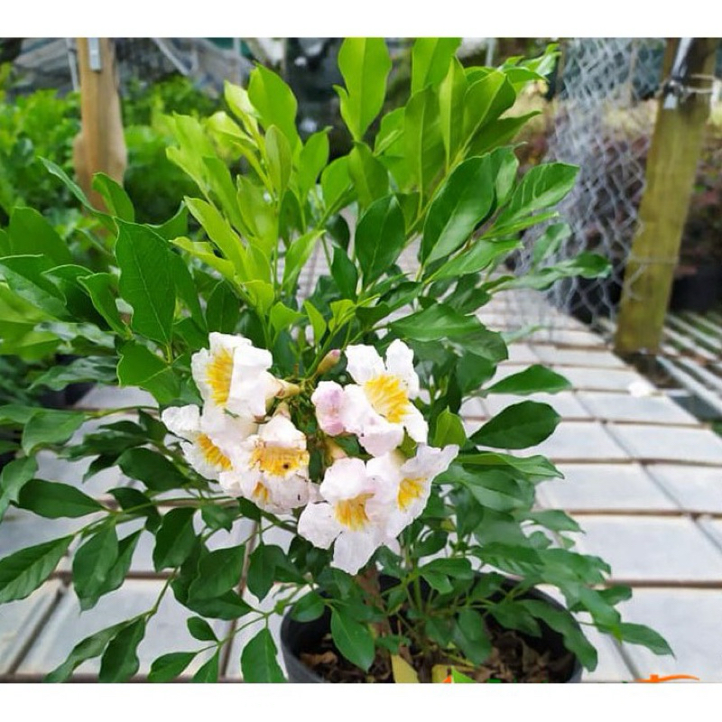 Cây giống nguyệt quế thái hoa rất thơm