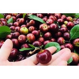 Cây giống mận quân - Hồng quân cao 20cm (ảnh thật số 2)
