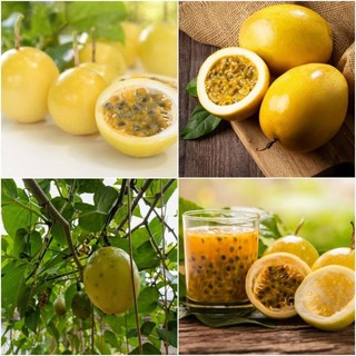 Hạt giống Chanh leo vàng ngọt_ tặng 1 loại bất kì