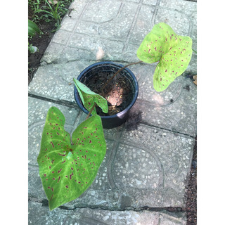 Cây môn kiểng Caladium