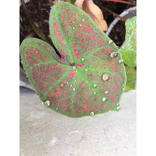 Cây môn kiểng Caladium