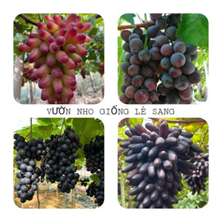 Combo 4 Cây. Nho Bailey . Nho Kẹo. Nho 152. Ngón Tay đen