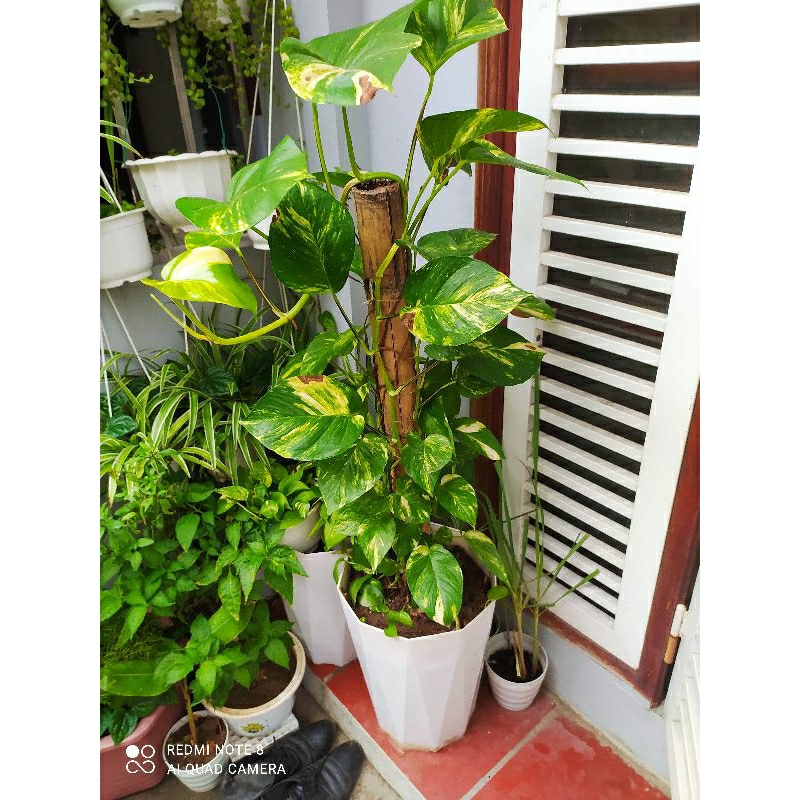 1 nhánh dây trầu bà