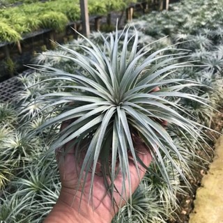 Cây không khí Hồng Hạnh - Tillandsia Houston