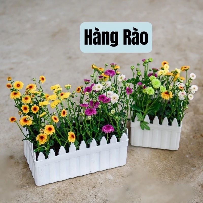 Chậu nhựa hàng rào