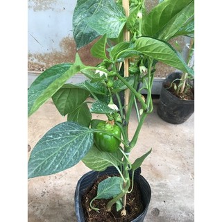 Chậu ớt chuông đỏ đang trái # tặng kèm phân bón hữu cơ _ giao chậu như hình