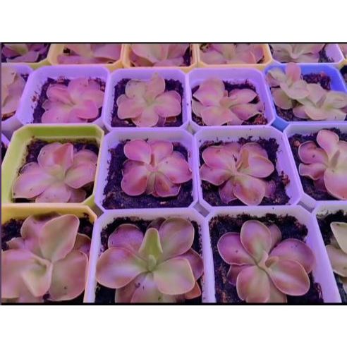 Cây Cỏ Bơ Pinguicula Sethos, Cây Bắt Mồi, Cây Ăn Thịt Côn Trùng Bắt Ruồi Muổi Kiến