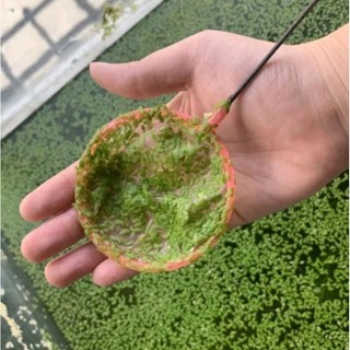 100g bèo cám, bèo thủy sinh làm sạch nước