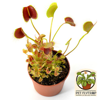Cây bẫy kẹp Spider, Venus Flytrap Spider, cây bắt mồi trang trí nhà cửa sưu tập
