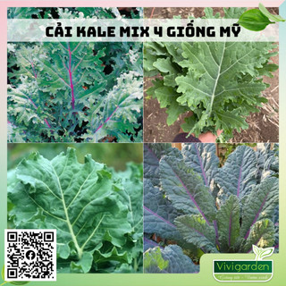 Hạt giống cải kale khủng long tím Purple Magic, Kale đại tướng Premier, Kale Red Russian và White Russian chuẩn giống