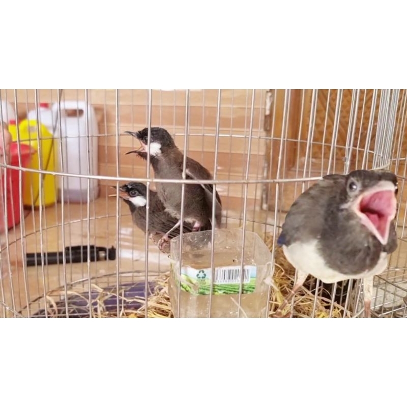 Bột úm chim non cao cấp + Tặng bơm thức ăn