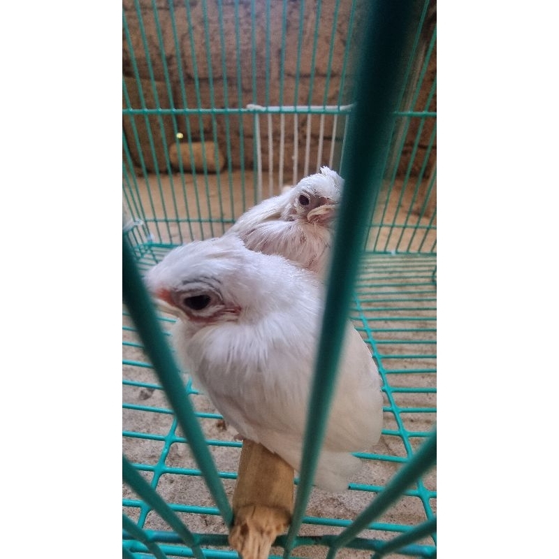 Bột úm chim non cao cấp + Tặng bơm thức ăn