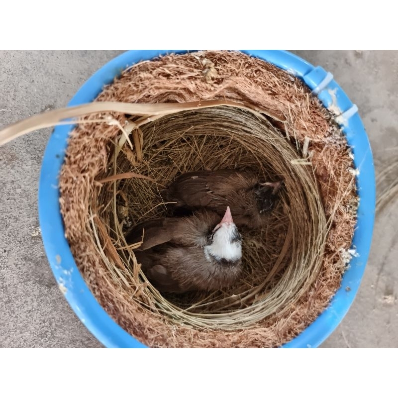 Bột úm chim non cao cấp + Tặng bơm thức ăn