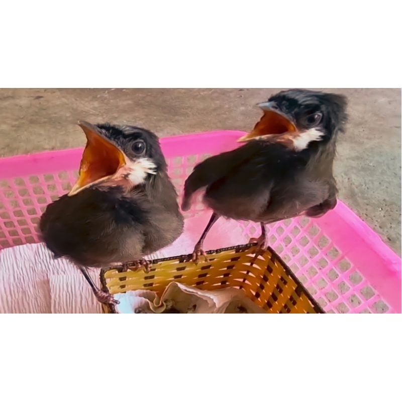 Bột úm chim non cao cấp + Tặng bơm thức ăn