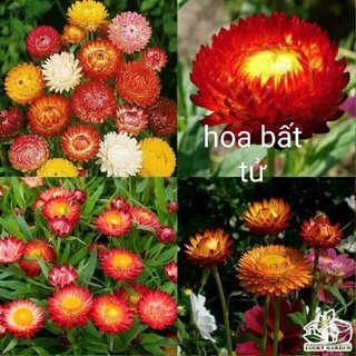 hạt giống rau các loại