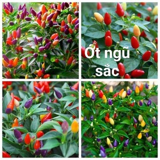 hạt giống rau các loại