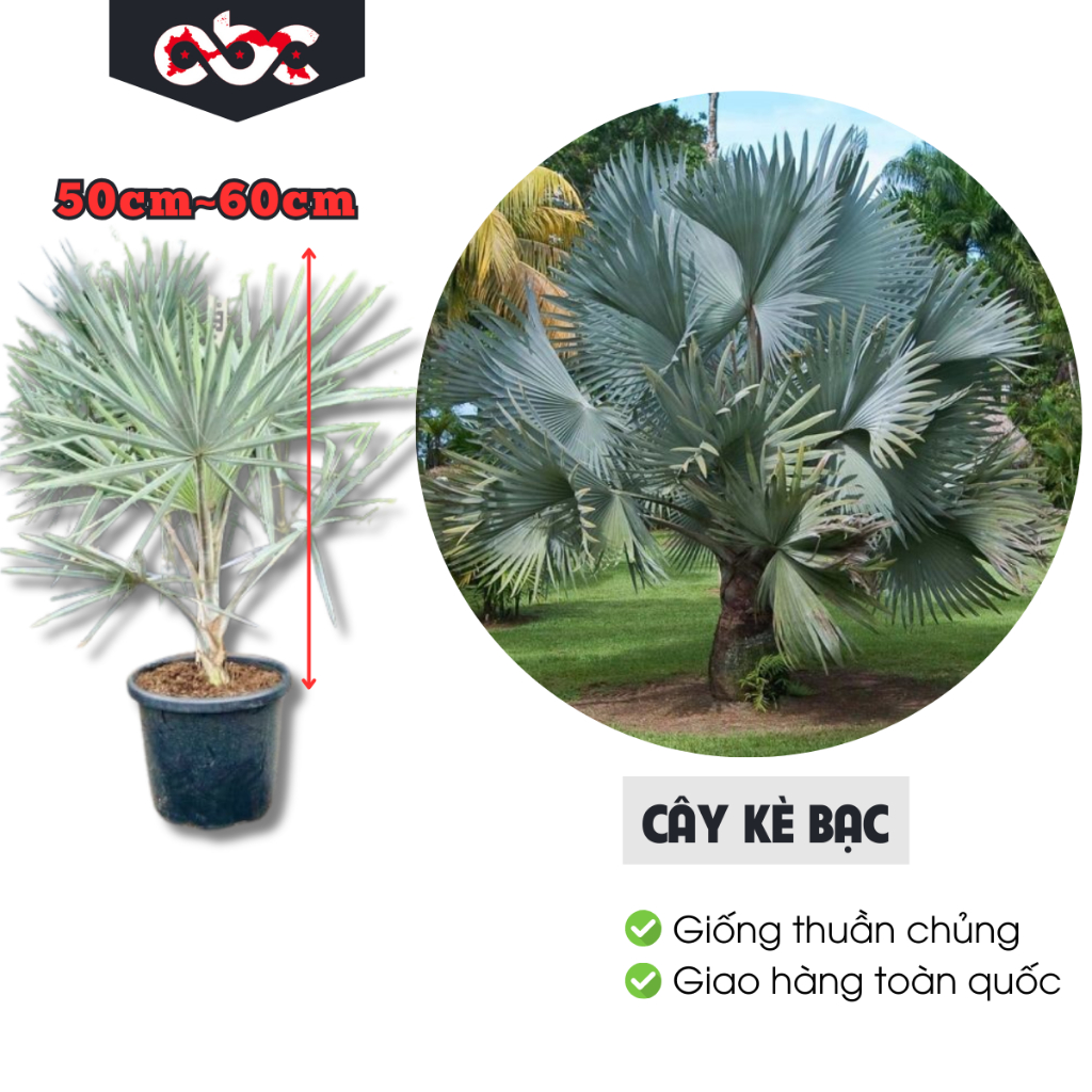 CÂY GIỐNG KÈ BẠC 50-60CM