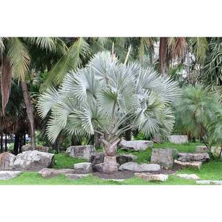 CÂY GIỐNG KÈ BẠC 50-60CM