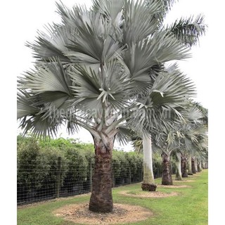 CÂY GIỐNG KÈ BẠC 50-60CM