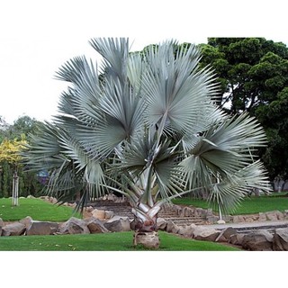 CÂY GIỐNG KÈ BẠC 50-60CM