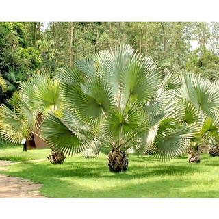 CÂY GIỐNG KÈ BẠC 50-60CM