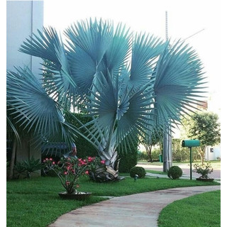 CÂY GIỐNG KÈ BẠC 50-60CM