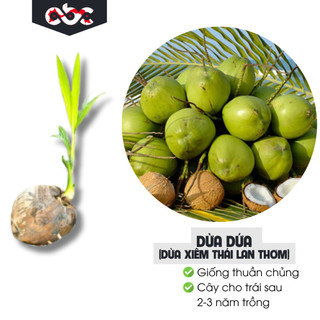 Cây Giống Dừa Dứa Thuần Chủng (Dừa Xiêm Thái Lan Thơm)