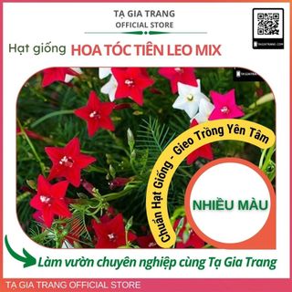 Hạt giống hoa tóc tiên leo