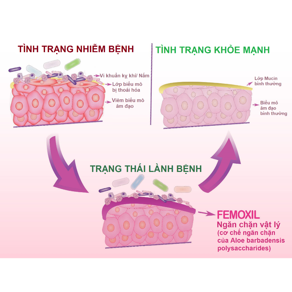 Chính hãng FEMOXIL viên nấm âm đạo, se khít, bôi trơn âm đạonhập khẩu Danpharm Israel, hộp 12 viên - Polipharm