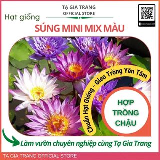 Hạt giống hoa súng mini mix màu