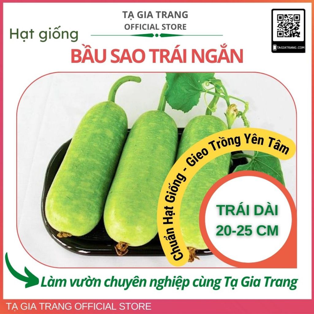 Hạt giống bầu sao trái ngắn