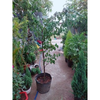 Cây Khế Lớn