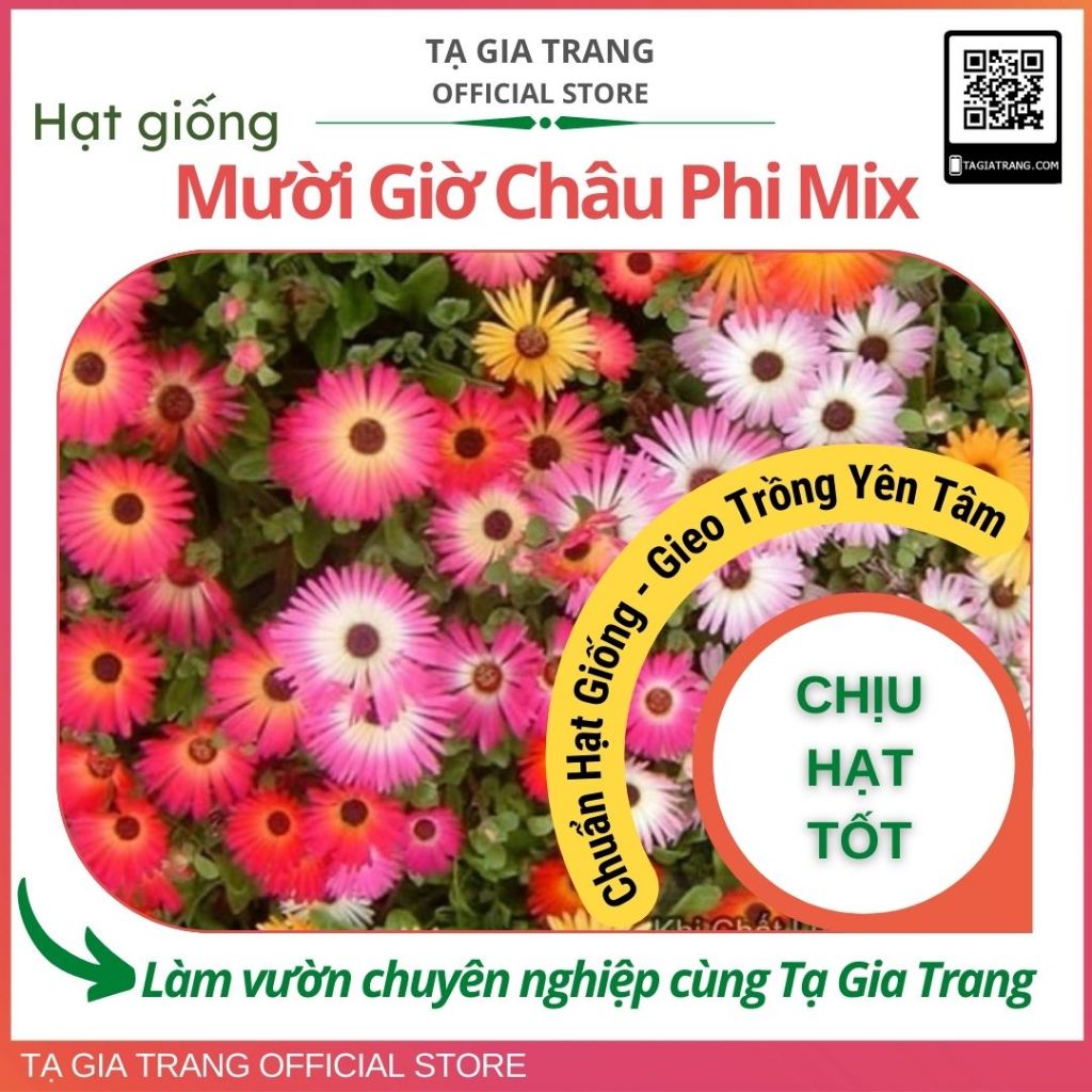 Hạt Giống Hoa Mười Giờ Châu Phi Mix màu