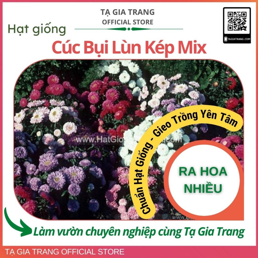Hạt Giống Hoa Cúc Bụi Lùn Kép Sai Bông Mix
