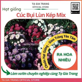 Hạt Giống Hoa Cúc Bụi Lùn Kép Sai Bông Mix