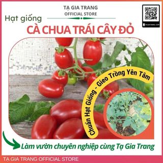 Hạt giống cà chua trái cây độc lạ, ăn siêu ngọt