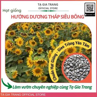 Hạt giống hướng dương tháp siêu bông