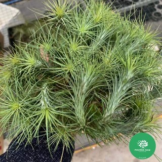 Cây Không khí Đuôi cáo 🦊 Tillandsia Funkiana