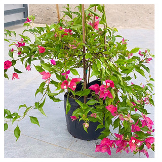 Cây hoa giấy Ghép Rupy Lửa , cao khoảng 50-60cm, đang hoa.