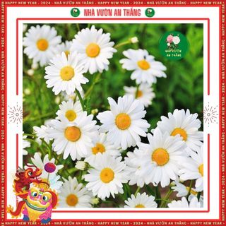 Hạt giống Hoa Cúc Họa Mi Trắng