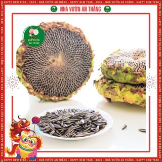 Hạt hoa hướng dương siêu to khổng lồ ăn hạt trồng quanh năm